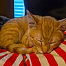 Mars is registered to the contest to win money with this photo: cat, kitten, sleeping, orange_tabby, striped_cushion, indoor, cozy, pet, feline, resting, fur, closeup, cute, domestic_animal, relaxation, comfort, home, animal, nap, striped