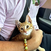 Mars joined the competition — help win amazing prizes! kitten, cat, person, arm, bracelet, shirt, seatbelt, car_interior, window, orange_cat, pet, cute, animal, holding, closeup, young_cat, resting, light, casual_clothing, beads