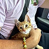 animal, arm, beads, bracelet, car_interior, casual_clothing, cat, closeup, cute, holding, kitten, light, orange_cat, person, pet, resting, seatbelt, shirt, window, young_cat