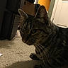 cat, tabby_cat, indoor, carpet, storage_bins, doorway, yellow_wall, animal, pet, feline, whiskers, ears, fur, floor, home, curious, shadow, close_up, domestic_animal, crouching