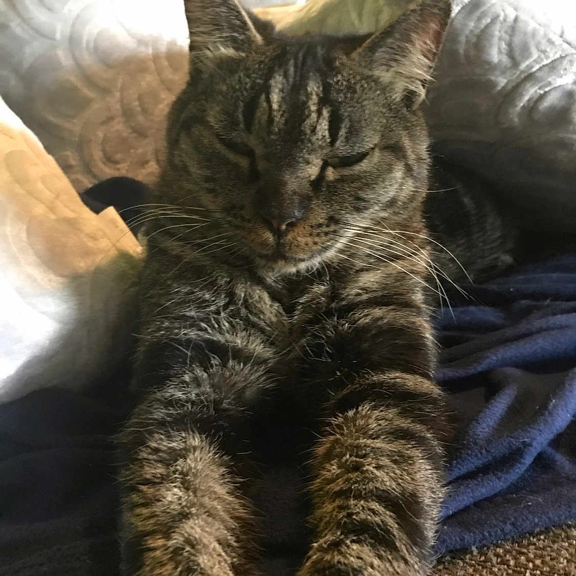 Eddie is registered to the contest to win money with this photo: cat, tabby, stretching, paws, feline, indoor, blanket, quilted_pillow, relaxed, fur, whiskers, pet, cozy, sleepy, animal, mammal, closeup, resting, soft, home