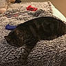 Eddie is registered to the contest to win money with this photo: cat, tabby, sleeping, blanket, plush, toy, stuffed_animal, indoor, cozy, resting, pet, feline, fur, relaxing, soft, bed, animal, domestic, comfort, quiet