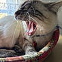 Nougat a rejoint le concours — aidez-le/la à gagner de superbes lots ! cat, yawning, close_up, pet, whiskers, tongue, bed, plaid, pattern, fur, collar, indoor, window_light, relaxing, animal, cute, sleepy, paw, feline, cozy