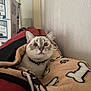 cat, blanket, wide_eyes, cozy, indoor, feline, curious, red_couch, wall, boxes, patterned_blanket, fur, ears, whiskers, pet, domestic_animal, collar, resting, close_up, surprised