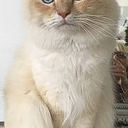 Paulin participe au concours pour gagner de l'argent avec cette photo : cat, fluffy, blue_eyes, cream_color, sitting, indoor, pet, feline, long_hair, portrait, curious, whiskers, reflection, mirror, domestic_animal, soft_fur, close_up, animal, cute, calm