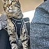 Ripley joined the competition — help win amazing prizes! alert, animal, car, cat, closeup, curious, ears, feline, fur, gray_clothing, harness, indoor, person_partial, pet, seat, sitting, sunlight, tabby, vehicle_interior, whiskers