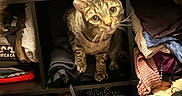 Ripley joined the competition — help win amazing prizes! animal, cat, closet, clothes, cozy, cubbyhole, curious, domestic, fabric, folded_clothes, furniture, home, indoor, looking, pet, shelving, stacked, storage, tabby_cat, textile