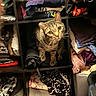 animal, cat, closet, clothes, cozy, cubbyhole, curious, domestic, fabric, folded_clothes, furniture, home, indoor, looking, pet, shelving, stacked, storage, tabby_cat, textile