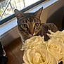 Ripley is registered to the contest to win money with this photo: cat, tabby_cat, flowers, roses, bouquet, indoor, window, wooden_table, curious, pet, animal, closeup, nature, floral, greenery, plant, domestic, feline, light, soft_lighting