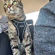 Ripley is registered to the contest to win money with this photo: alert, animal, car, car_seat, cat, companion, curious, ears, feline, fur, harness, indoor, looking_away, pet, sitting, sunlight, tabby, travel, vehicle, whiskers