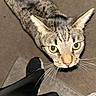 Ripley joined the competition — help win amazing prizes! animal, black_pants, carpet, cat, close_up, curious, cute, domestic_cat, feline, floor, indoor, legs, looking_up, person, pet, portrait, sneakers, tabby, whiskers, yellow_eyes