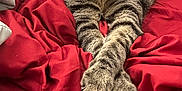 Ripley joined the competition — help win amazing prizes! cat, tabby, pet, animal, feline, whiskers, paws, bed, blanket, red, gray, striped, cute, indoor, cozy, relaxed, looking, fur, closeup, resting