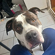 Roky participe au concours pour gagner de l'argent avec cette photo : dog, pet, indoor, floor, tile, brown_eyes, curious, close_up, animal, canine, ears, snout, fur, looking_up, domestic, companion, background, bag, furniture, person_legs