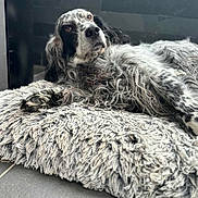 Tina participe au concours pour gagner de l'argent avec cette photo : dog, black_and_white, fluffy, lying_down, cushion, indoor, relaxed, pet, fur, cozy, comfort, floor, looking, animal, home, resting, shaggy, portrait, canine, calm