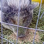 Anna Bell joined the competition — help win amazing prizes! erinaceidae, hedgehog, peccary, porcupine, rodent, snout, suidae