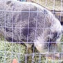 Anna Bell joined the competition — help win amazing prizes! animal_shelter, boar, domestic_pig, snout, suidae, terrestrial_animal, zoo