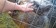 Anna Bell is registered to the contest to win money with this photo: domestic_pig, fawn, livestock, suidae