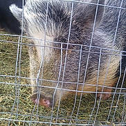 Anna Bell is registered to the contest to win money with this photo: boar, fur, marsupial, peccary, snout, suidae, terrestrial_animal, wildlife, zoo