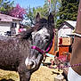 Shadow is registered to the contest to win money with this photo: bridle, burro, halter, horse, horse_harness, horse_tack, livestock, mammal, mane, mare, pack_animal, rein, snout, stallion, working_animal
