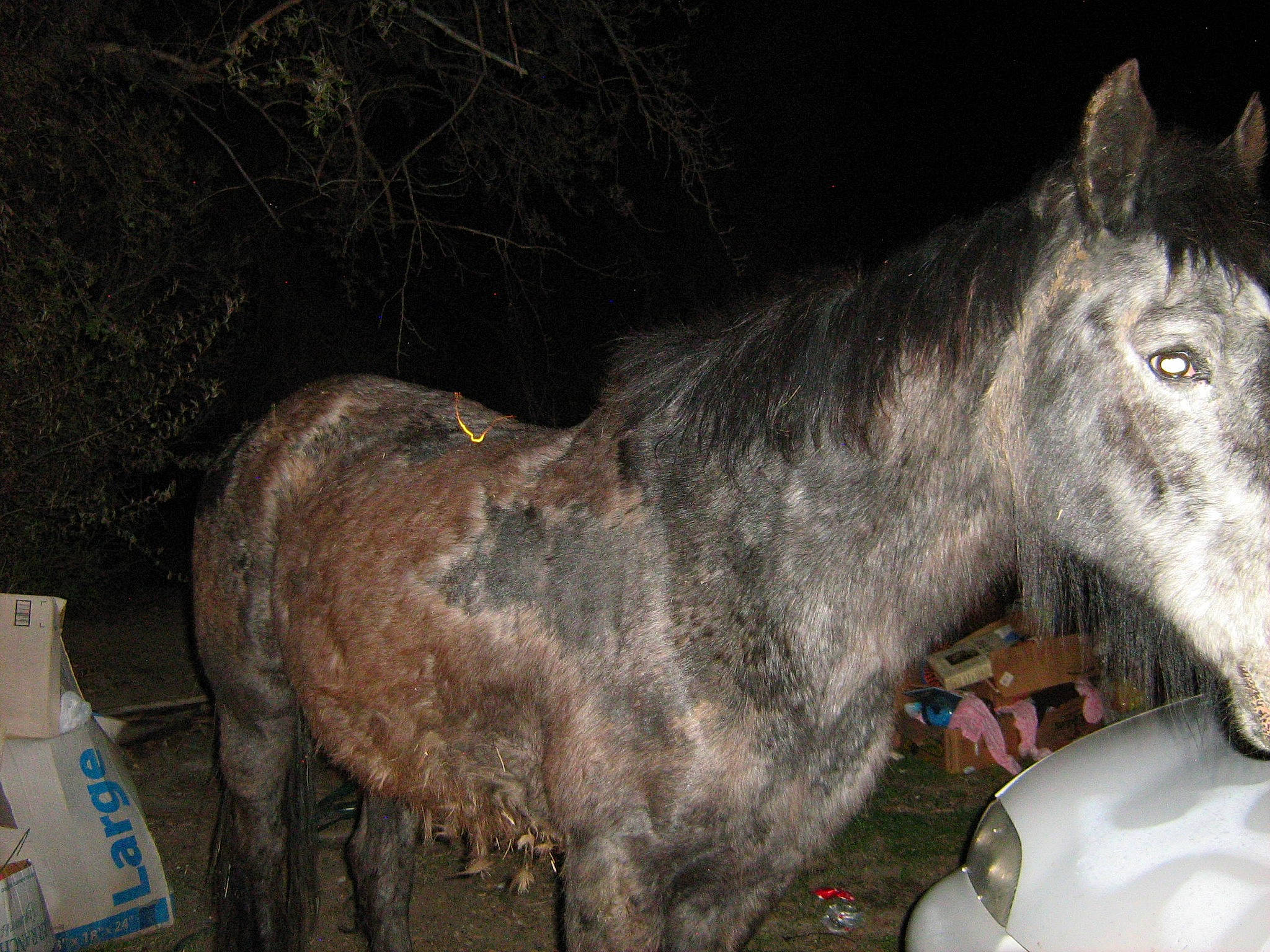Shadow is registered to the contest to win money with this photo: burro, horse, livestock, mammal, mane, mare, pack_animal, pony, snout, vertebrate