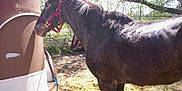 Shadow is registered to the contest to win money with this photo: horse, horse_tack, liver, livestock, mammal, mane, mare, pack_animal, snout, stallion, tree, vertebrate