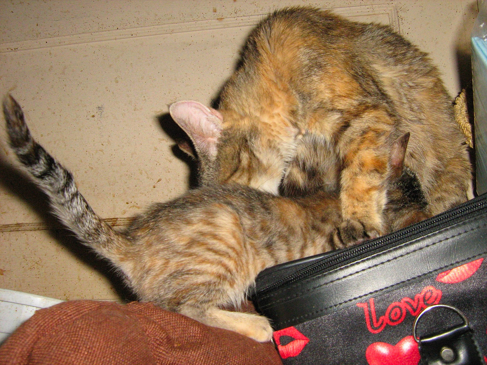 Rescue Kitties joined the competition — help win amazing prizes! bengal, california_spangled, carnivore, cat, claw, domestic_short_haired_cat, dragon_li, european_shorthair, felidae, fur, kitten, mammal, ocicat, pixie_bob, small_to_medium_sized_cats, tabby_cat, tail, toyger, vertebrate, whiskers