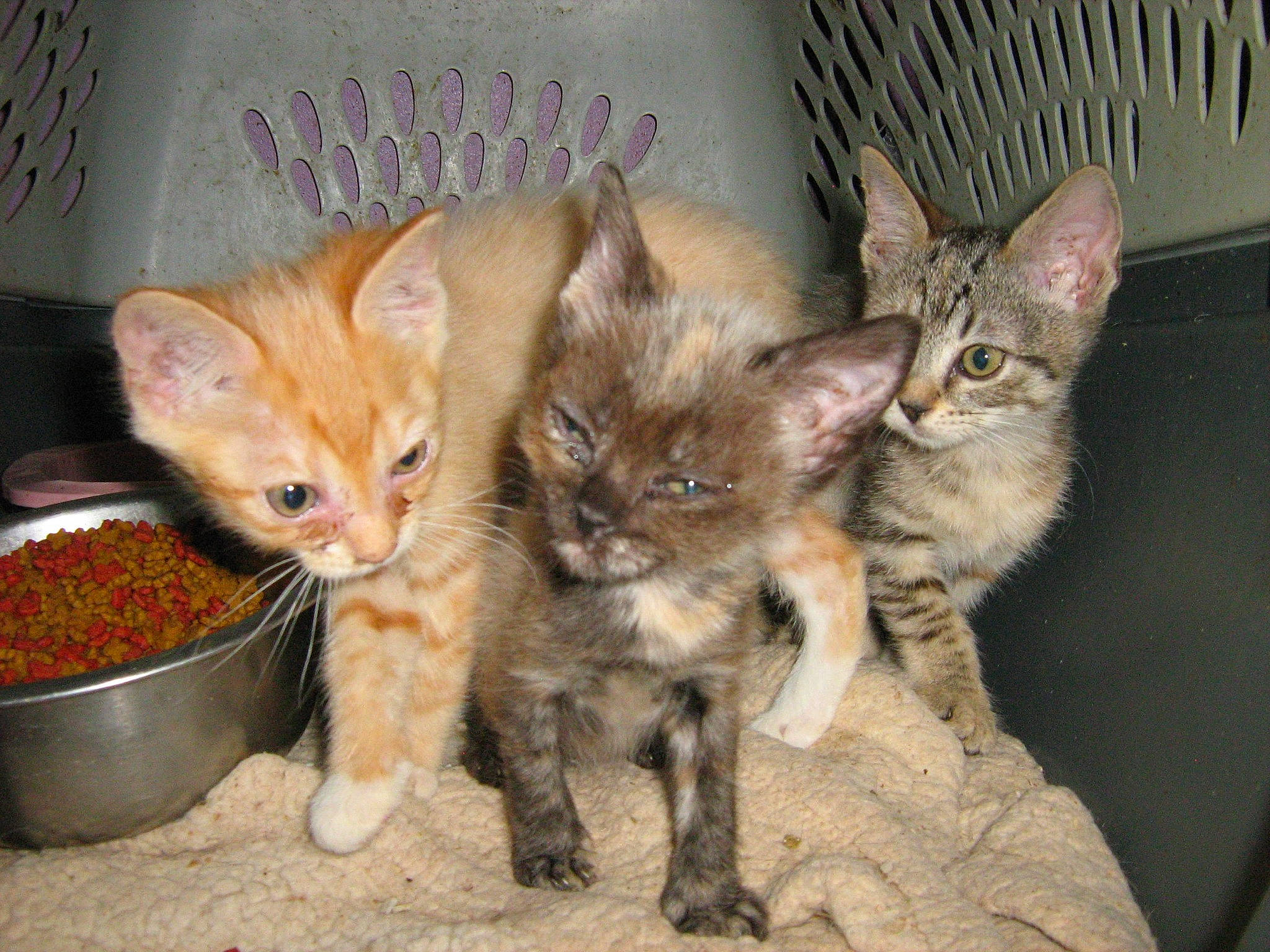 Rescue Kitties is registered to the contest to win money with this photo: arabian_mau, asian, australian_mist, carnivore, cat, domestic_short_haired_cat, dragon_li, european_shorthair, fawn, felidae, german_rex, kitten, mammal, oriental_longhair, small_to_medium_sized_cats, tabby_cat, vertebrate, whiskers