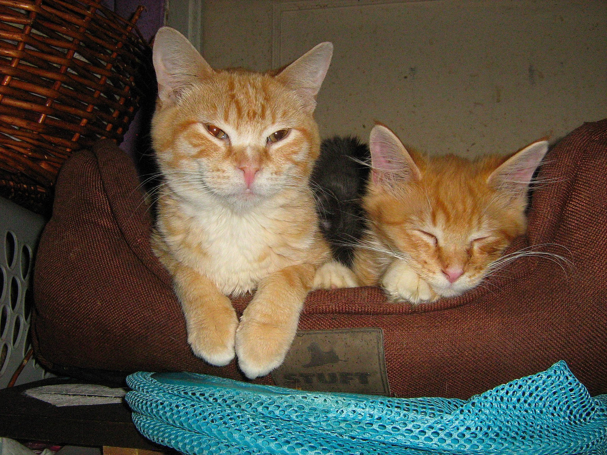 Rescue Kitties is registered to the contest to win money with this photo: aegean_cat, arabian_mau, asian, australian_mist, carnivore, cat, domestic_short_haired_cat, dragon_li, european_shorthair, fawn, felidae, german_rex, kitten, mammal, ojos_azules, polydactyl_cat, small_to_medium_sized_cats, tabby_cat, vertebrate, whiskers