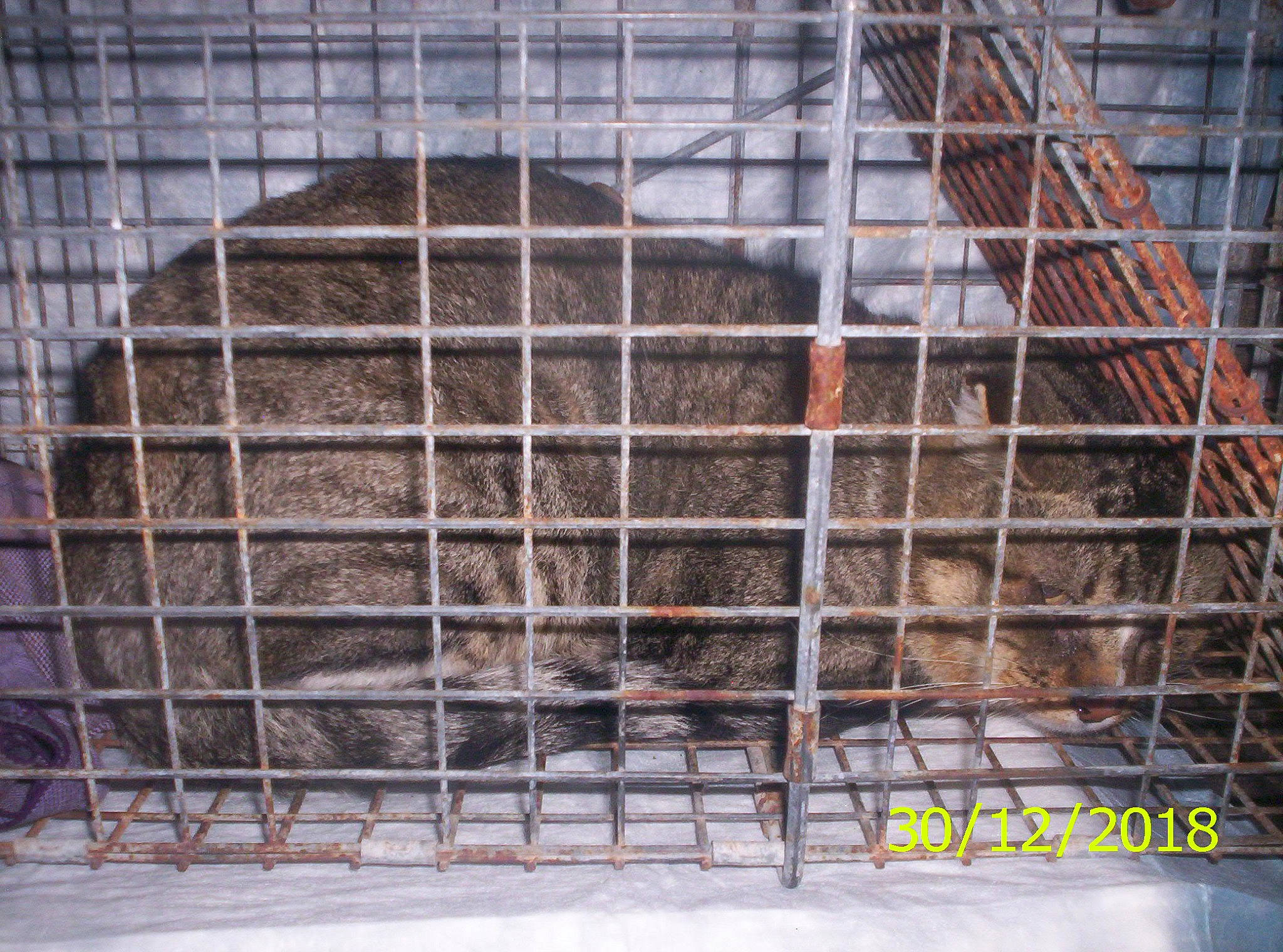 Rescue Kitties joined the competition — help win amazing prizes! animal_shelter, cage, zoo