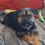 Bella joined the competition — help win amazing prizes! puppy, dog, collar, bell, blanket, cushion, plush_toy, indoor, pet, fur, brown, black, soft, cute, resting, cozy, animal, young_dog, face, ears