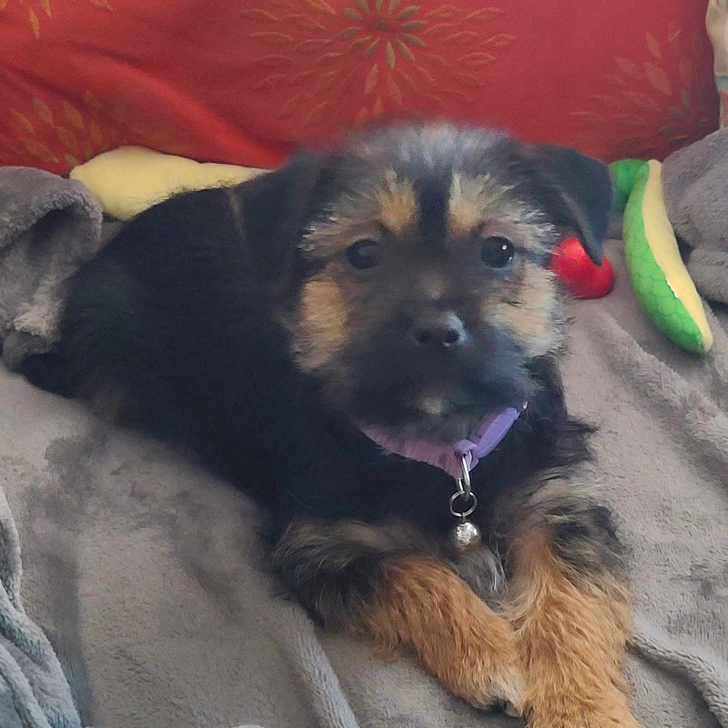 Bella joined the competition — help win amazing prizes! animal, bell, black, blanket, brown, collar, cozy, cushion, cute, dog, ears, face, fur, indoor, pet, plush_toy, puppy, resting, soft, young_dog