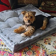 Gemma is registered to the contest to win money with this photo: dog, puppy, cushion, gray, carpet, indoor, pet, fur, small_dog, relaxing, home, floor, decor, looking, animal, mammal, cute, companion, resting, cozy