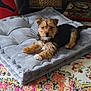 dog, puppy, cushion, gray, carpet, indoor, pet, fur, small_dog, relaxing, home, floor, decor, looking, animal, mammal, cute, companion, resting, cozy