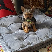 Bailey joined the competition — help win amazing prizes! dog, puppy, cushion, gray, indoor, carpet, decor, punching_bag, small_dog, furry, pet, collar, home, floor, basket, relaxed, animal, cute, sitting, cozy