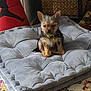 dog, puppy, cushion, gray, indoor, carpet, decor, punching_bag, small_dog, furry, pet, collar, home, floor, basket, relaxed, animal, cute, sitting, cozy