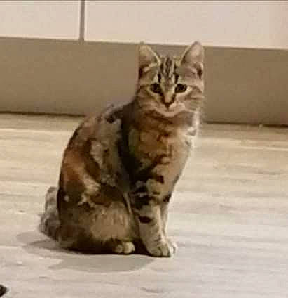 Pixie participe au concours pour gagner de l'argent avec cette photo : aegean_cat, american_shorthair, american_wirehair, arabian_mau, asian, california_spangled, carnivore, cat, domestic_short_haired_cat, dragon_li, european_shorthair, felidae, kitten, mammal, small_to_medium_sized_cats, snout, sokoke, tabby_cat, vertebrate, whiskers