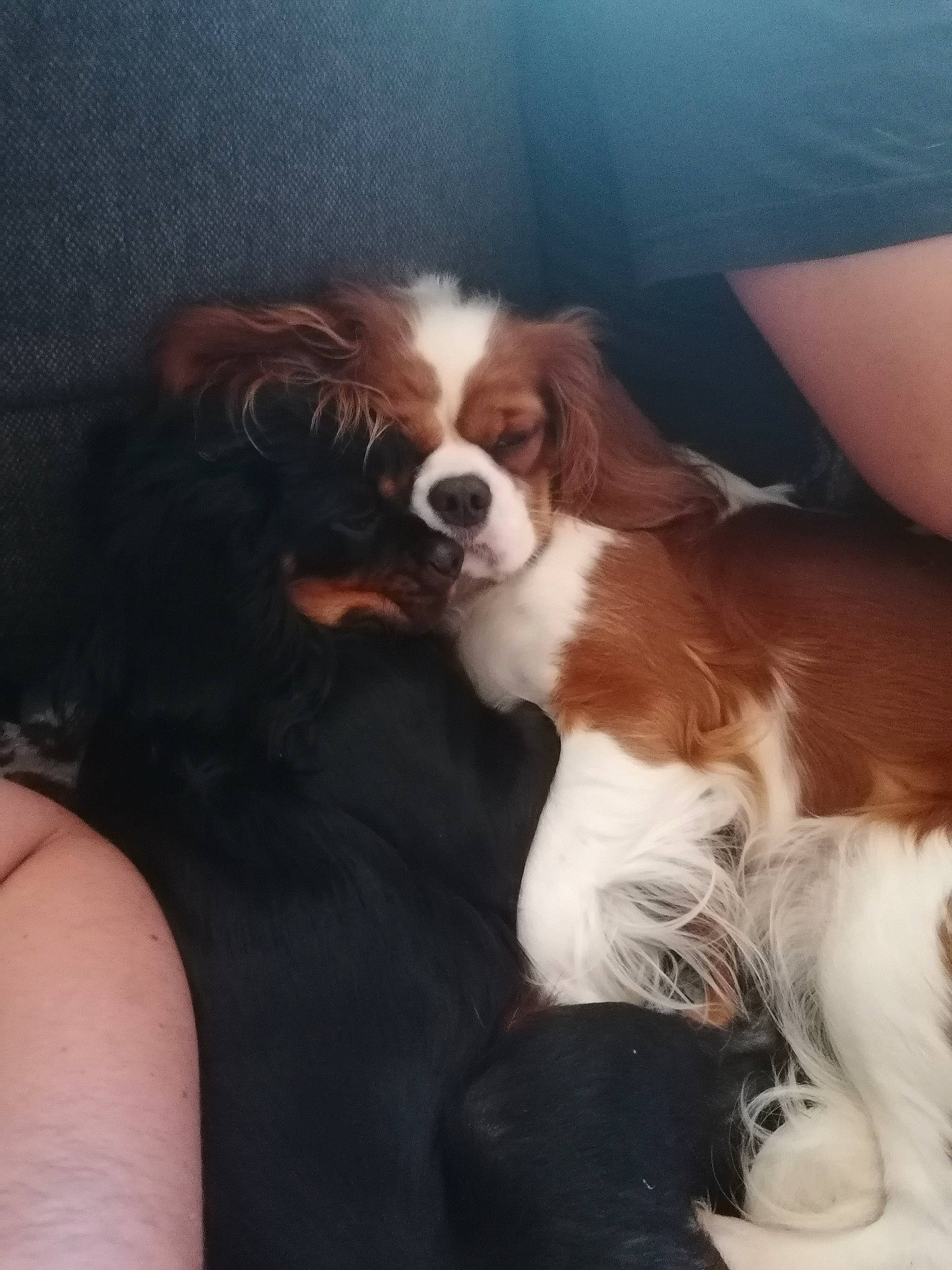 Oxaanaa a rejoint le concours — aidez-le/la à gagner de superbes lots ! brown, canidae, carnivore, cavalier_king_charles_spaniel, companion_dog, dog, dog_breed, fawn, fur, king_charles_spaniel, liver, nail, snout, spaniel, sporting_group, toy_dog, vertebrate, whiskers, working_animal, working_dog