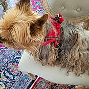 Paddy participe au concours pour gagner de l'argent avec cette photo : dog, small_dog, red_harness, chair, furniture, carpet, rug, patterned_rug, indoor, pet, animal, fluffy, beige, wooden_leg, decor, cozy, fur, cute, domestic_animal, side_view