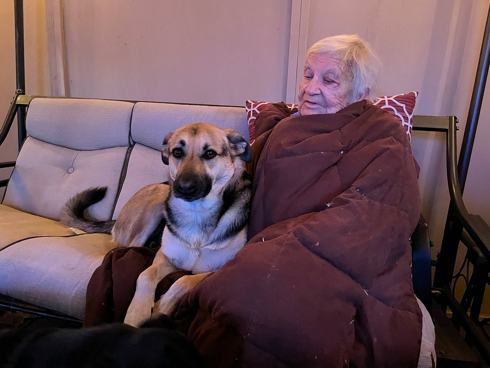 Abbi joined the competition — help win amazing prizes! carnivore, chair, comfort, companion_dog, couch, dog, dog_breed, event, fawn, flooring, fur, guard_dog, lap, living_room, room, sitting, sporting_group, studio_couch, toy_dog, whiskers