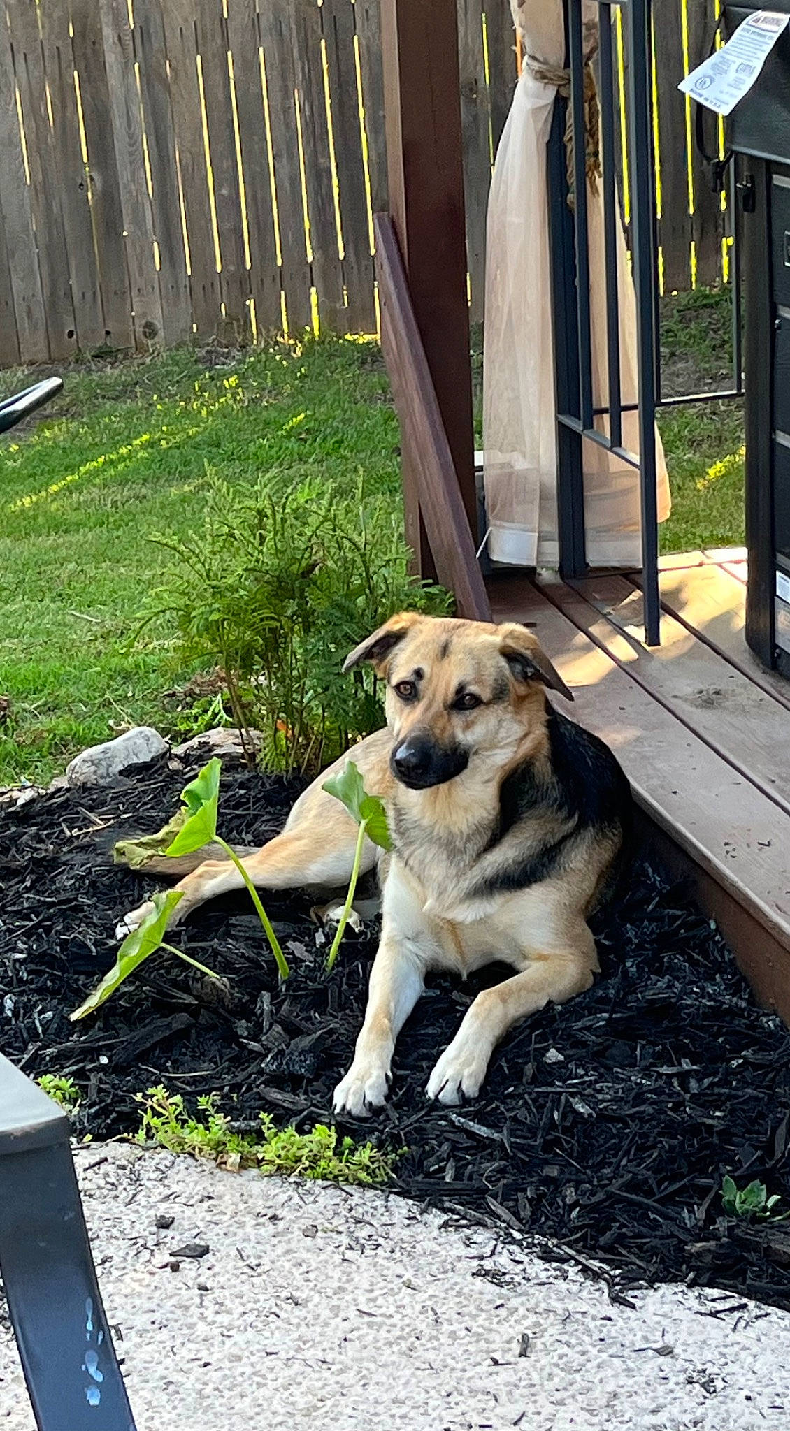 Abbi joined the competition — help win amazing prizes! canidae, carnivore, collar, companion_dog, dog, dog_breed, dog_collar, fawn, fence, grass, home_fencing, pet_supply, plant, shade, sidewalk, snout, soil, sporting_group, tail, wood