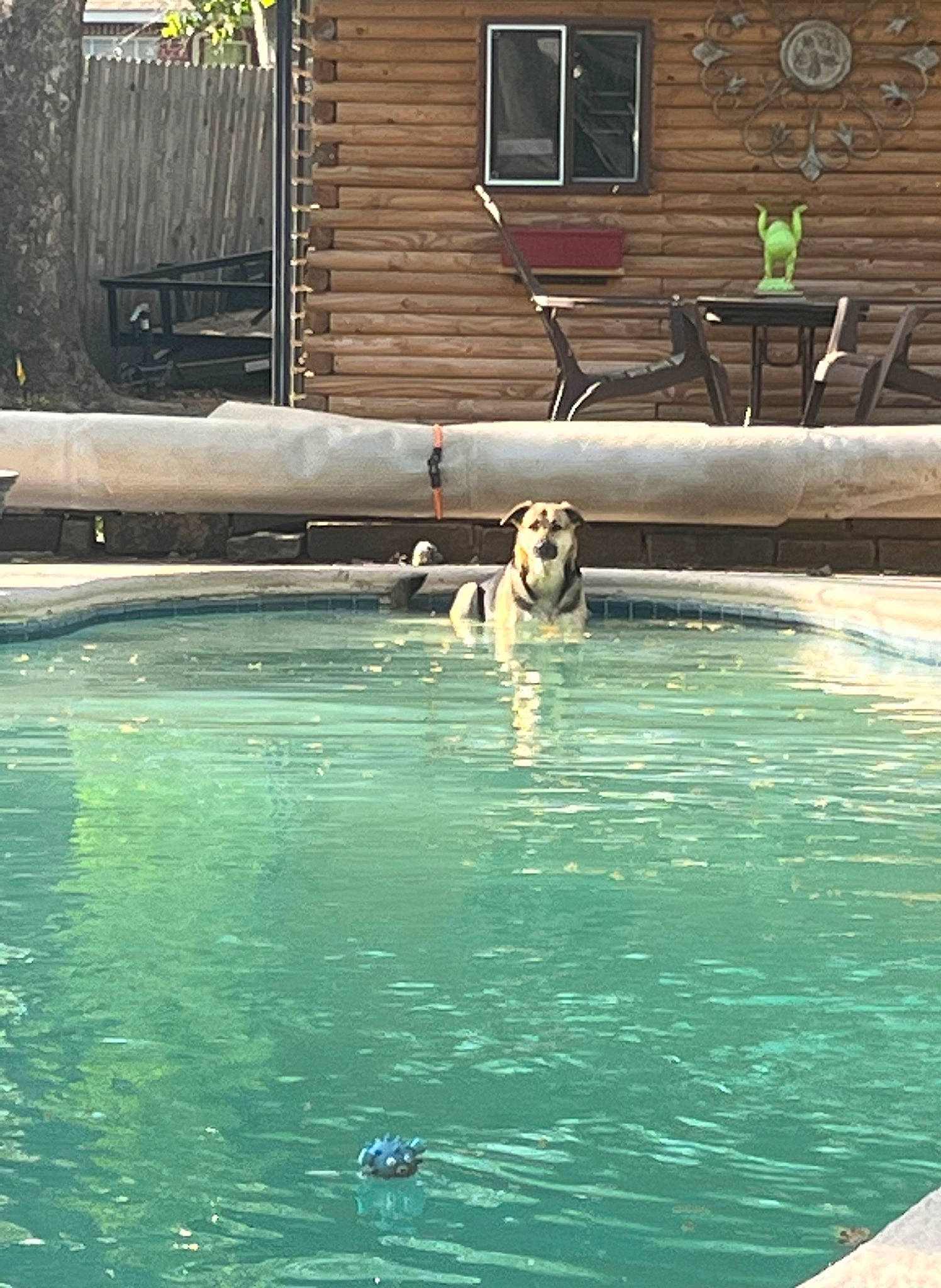 Abbi joined the competition — help win amazing prizes! bathing, body_of_water, building, chair, cottage, fun, grass, house, landscape, leisure, leisure_centre, recreation, reflection, siding, swimming_pool, vacation, water, water_feature, window, wood