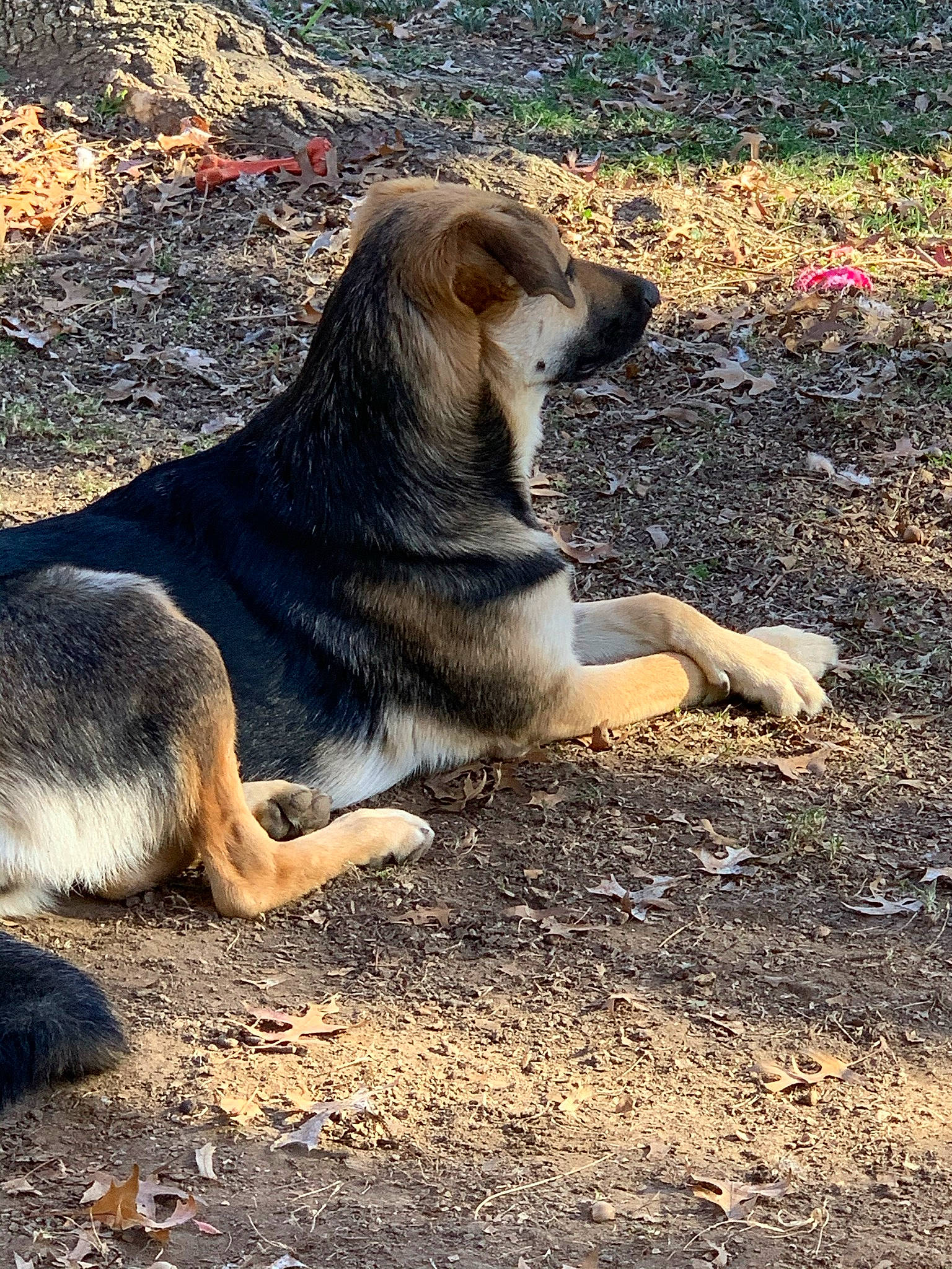 Abbi joined the competition — help win amazing prizes! canidae, carnivore, companion_dog, dog, dog_breed, fawn, fur, grass, landscape, rock, snout, soil, sporting_group, tail, terrestrial_animal, tree, wildlife, working_dog