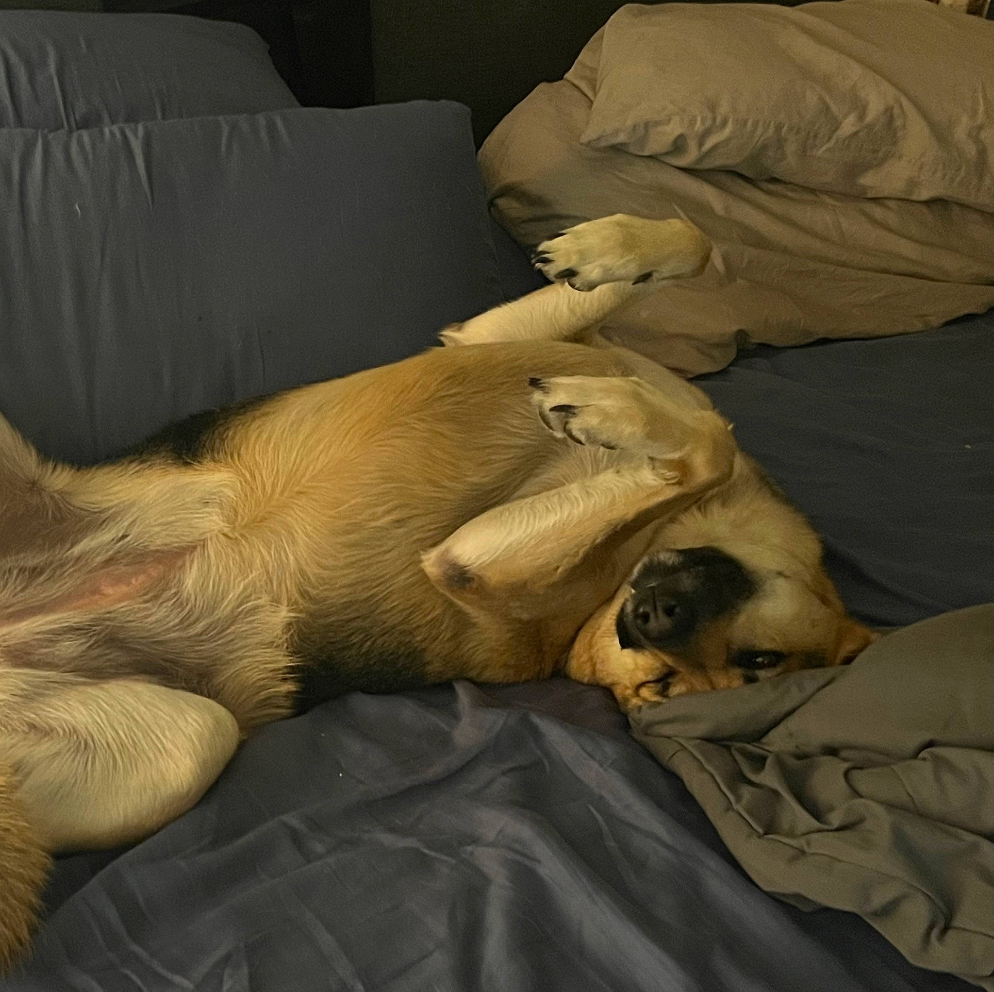 Abbi is registered to the contest to win money with this photo: bedding, canidae, carnivore, comfort, companion_dog, couch, dog, dog_breed, duvet, fawn, felidae, fur, grey, human_leg, linens, nap, sporting_group, tail, wood, wrinkle