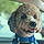 Teddy