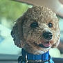 dog, curly_hair, collar, harness, blue, pet, animal, indoor, car, smiling, close_up, cute, tongue_out, friendly, domestic_animal, mammal, seat, window, accessory, leash