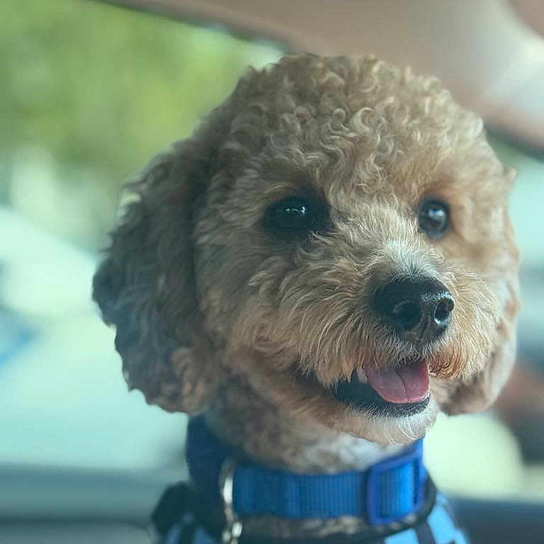 Teddy is registered to the contest to win money with this photo: accessory, animal, blue, car, close_up, collar, curly_hair, cute, dog, domestic_animal, friendly, harness, indoor, leash, mammal, pet, seat, smiling, tongue_out, window