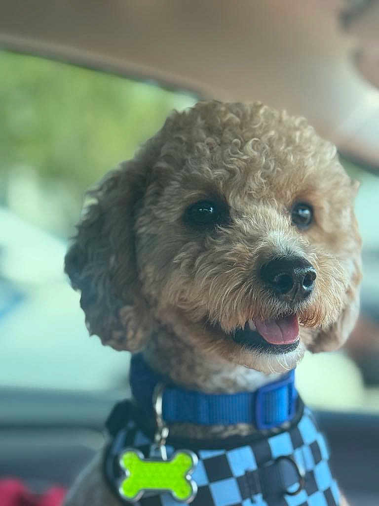 Teddy is registered to the contest to win money with this photo: dog, curly_hair, collar, harness, blue, pet, animal, indoor, car, smiling, close_up, cute, tongue_out, friendly, domestic_animal, mammal, seat, window, accessory, leash