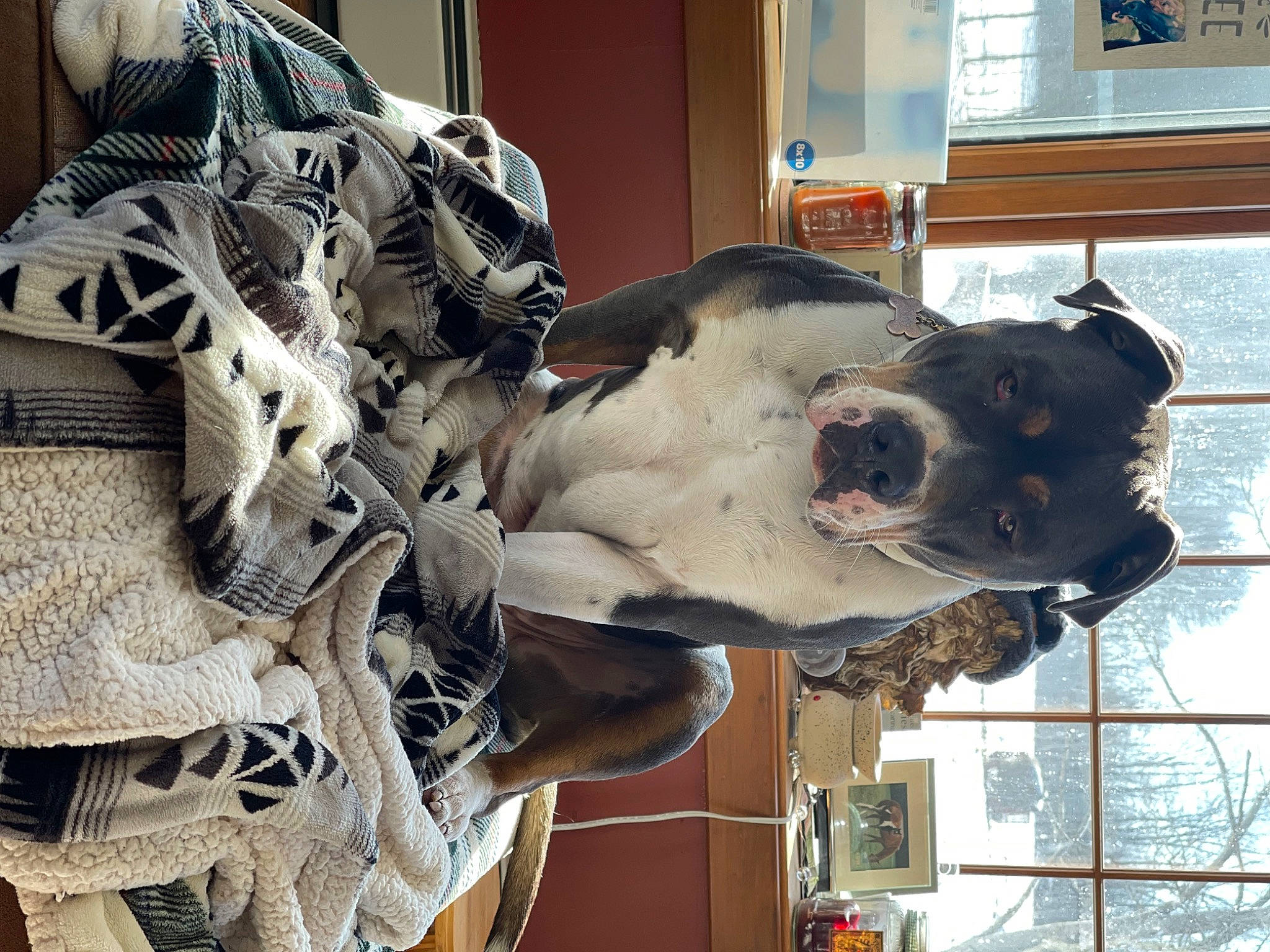 Bruno Lee is registered to the contest to win money with this photo: art, building, carmine, carnivore, collar, companion_dog, dog, dog_breed, door, eyewear, fawn, fur, great_dane, machine, personal_protective_equipment, snout, sporting_group, tree, window, working_animal