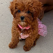 Zara is registered to the contest to win money with this photo: puppy, dog, brown, cute, fluffy, pet, animal, outdoor, concrete, pink, collar, dress, small, adorable, fur, sitting, looking_up, young, companion, domestic