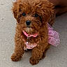 adorable, animal, brown, collar, companion, concrete, cute, dog, domestic, dress, fluffy, fur, looking_up, outdoor, pet, pink, puppy, sitting, small, young